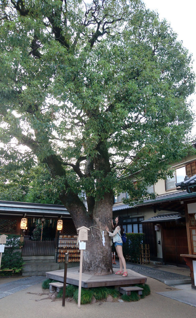 按照說明牌指示撫摸御神木 到神社參拜別忘了向御神木打招呼