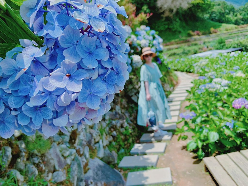 大梯田花卉生態農場｜陽明山竹子湖｜繡球花25.jpg