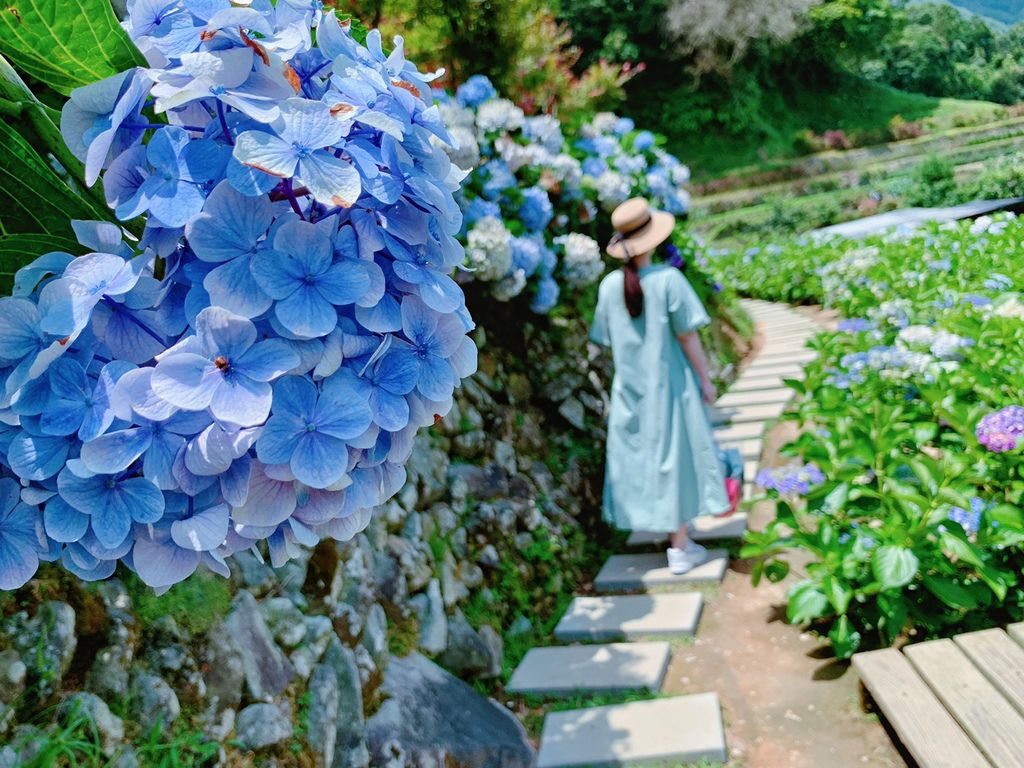 大梯田花卉生態農場｜陽明山竹子湖｜繡球花24.jpg