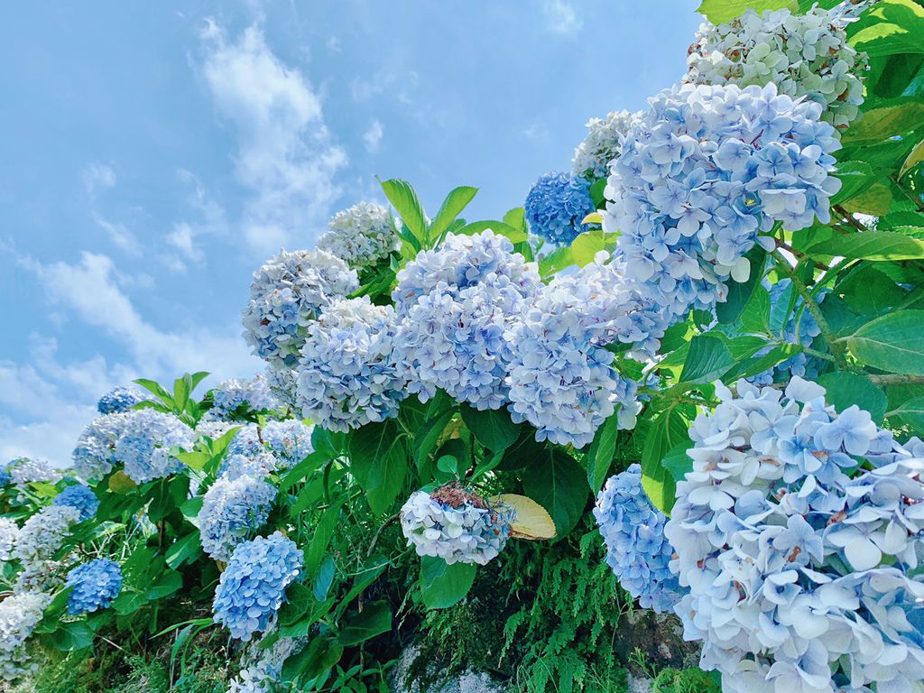 大梯田花卉生態農場｜陽明山竹子湖｜繡球花｜賞花交通.jpg