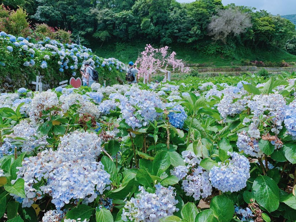 大梯田花卉生態農場｜陽明山竹子湖大眾交通工具｜繡球花｜賞花.jpg