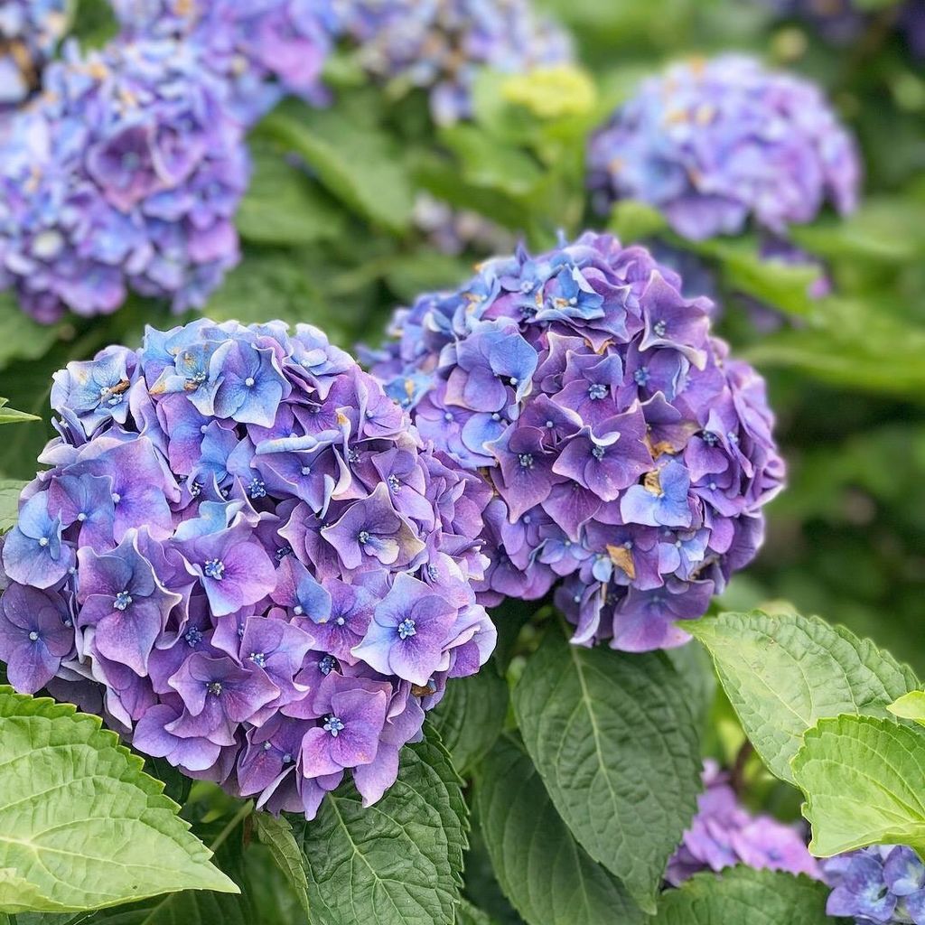 大賞園繡球花｜Hydrangea.jpg