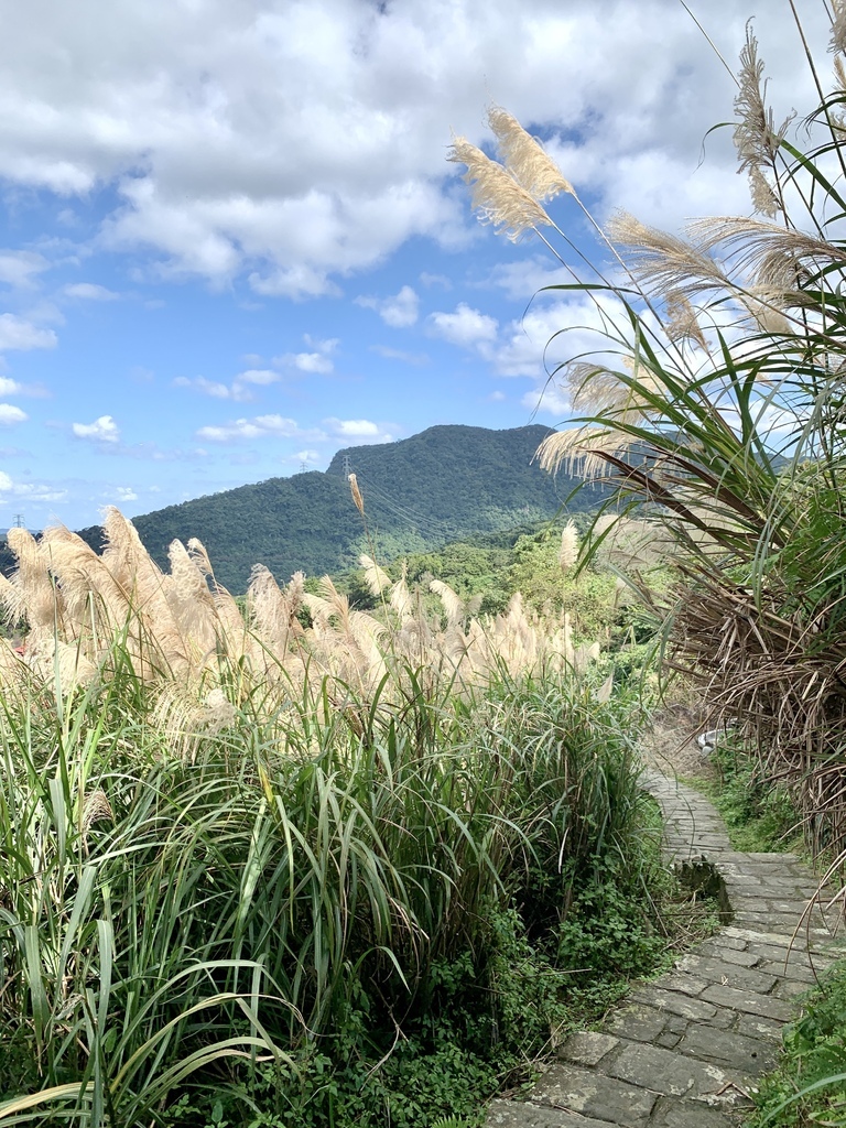 芒草景点.jpg