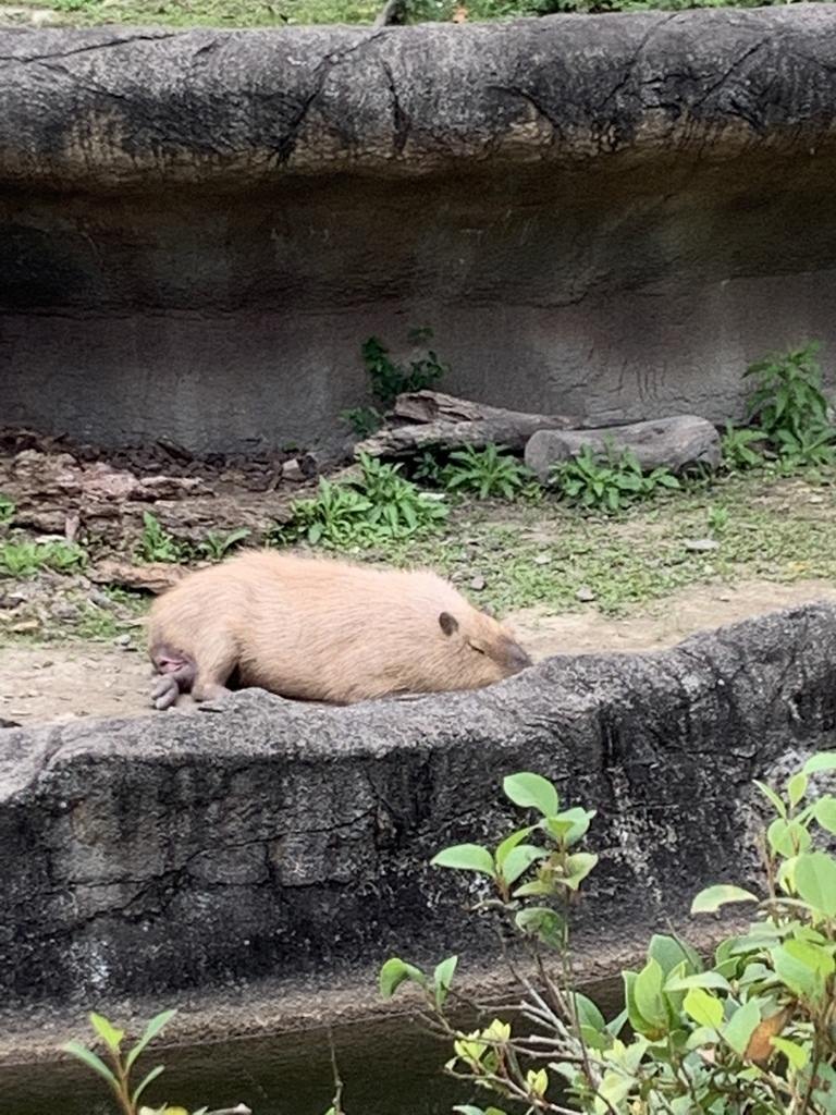 木柵動物園水豚君.JPG