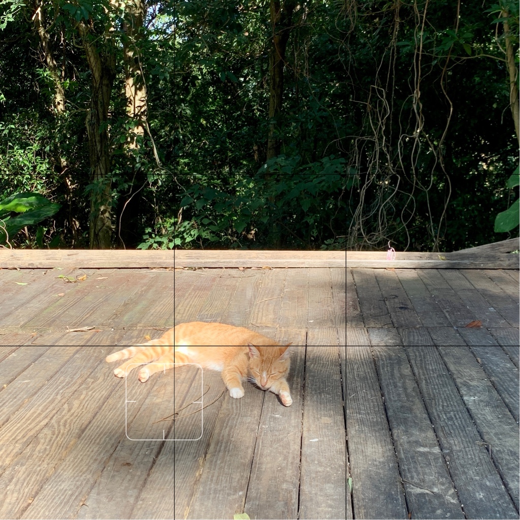 猫空.JPG