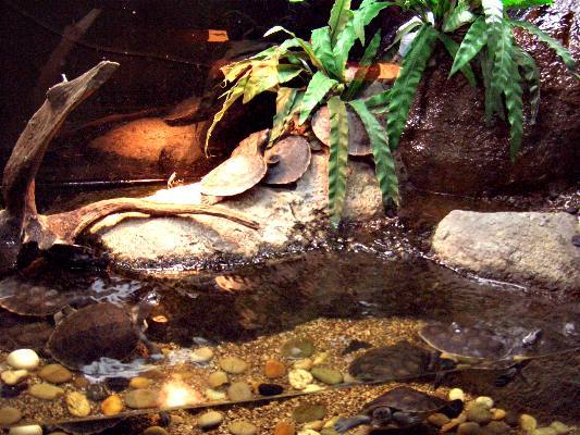 沉浸在水族箱裡