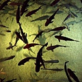 沉浸在水族箱裡