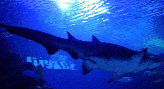 沉浸在水族箱裡