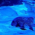 沉浸在水族箱裡