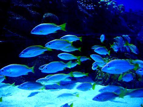 沉浸在水族箱裡