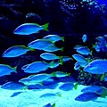 沉浸在水族箱裡