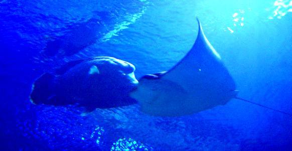 沉浸在水族箱裡