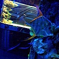 沉浸在水族箱裡
