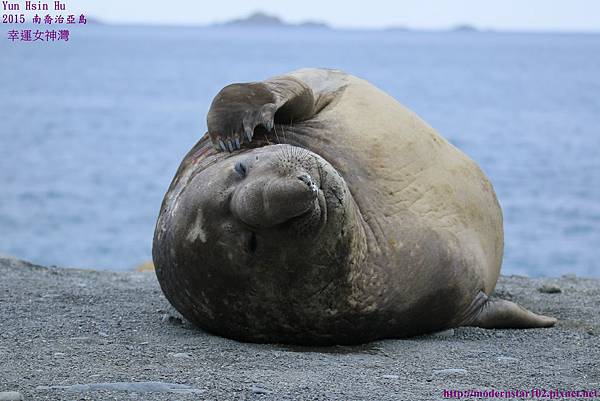 1041114南喬治亞島894A2902.jpg