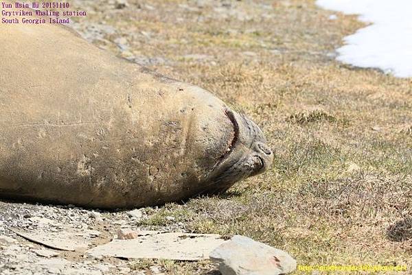 1041110Grytviken894A3591 (640x427).jpg