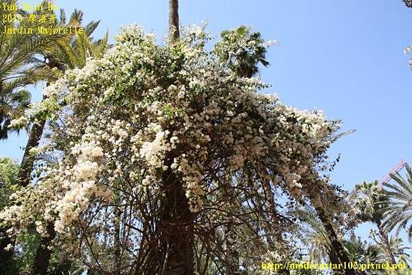 1050412Jardin Majorelle894A9772 (640x427).jpg