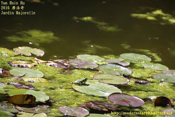 1050412Jardin Majorelle894A9888 (640x427).jpg