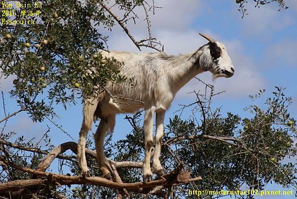 1050413Essaouira894A0135 (640x427).jpg