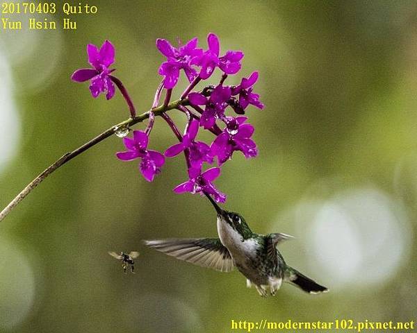 1060403Quito894A8376-4 (640x512).jpg