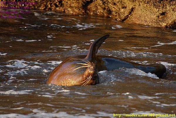 1060409 Cormorant PointDSC09189 (640x427).jpg