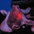 海生館裡的大章魚