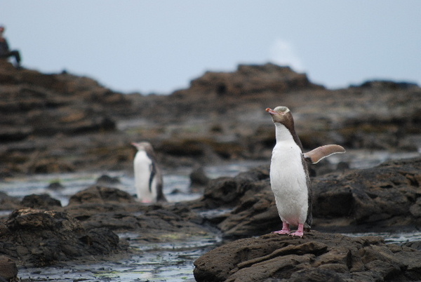 2009_0209NZ_Tour_090457.JPG