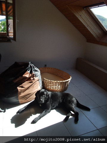 2009_0510hunde0018.JPG