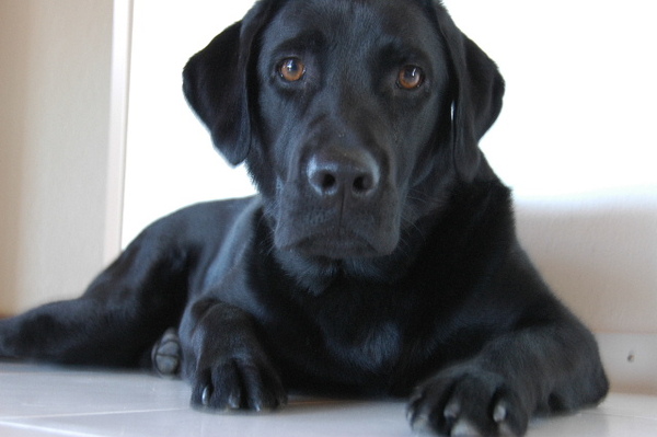2009_0522hunde0002.JPG 2009_0522hunde0002.JPG