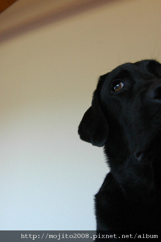 2009_0522hunde0006.JPG 2009_0522hunde0006.JPG