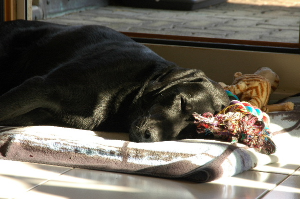 2009_0622hunde0006.JPG 2009_0622hunde0006.JPG