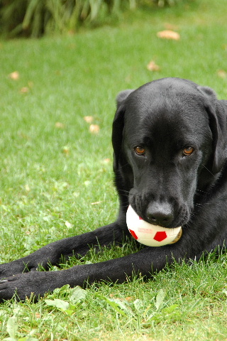 2009_0708hunde0016.JPG 2009_0708hunde0016.JPG