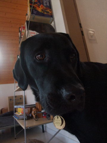 2009_0808hunde0005.JPG