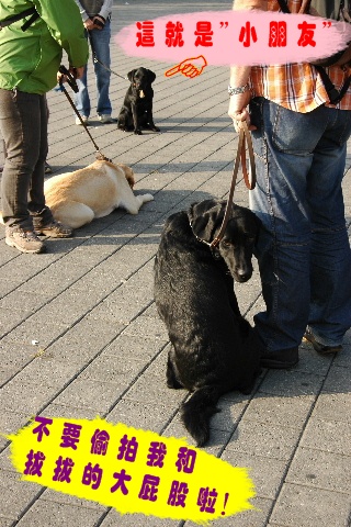 2009_0929puppyclass0004.JPG