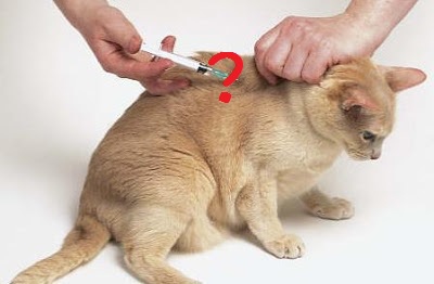 cat injection