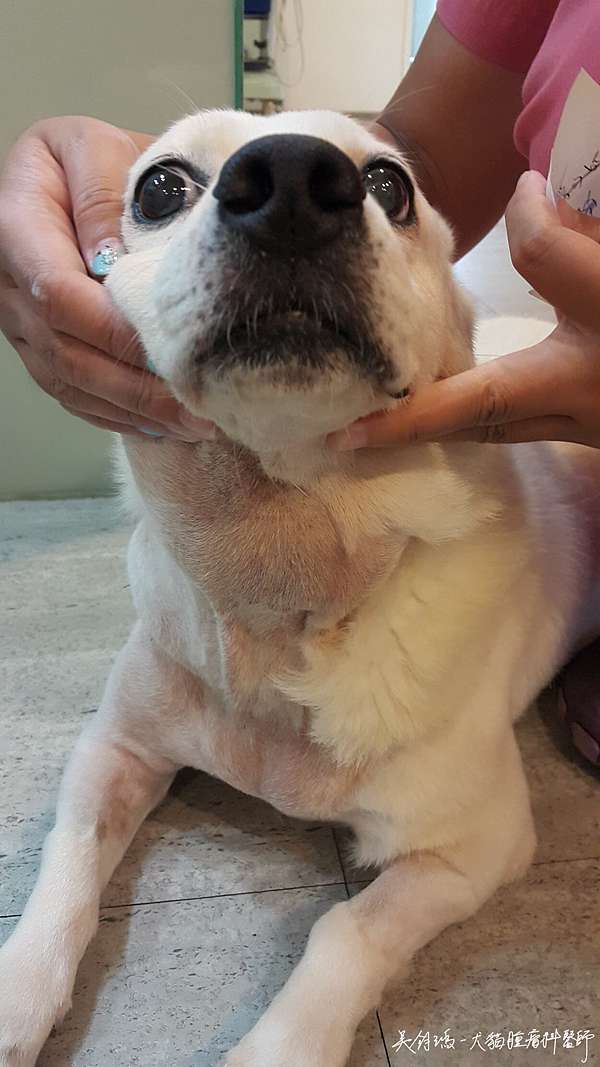 狗狗的鈍性淋巴瘤 低度惡性淋巴瘤 豆漿醬油小馬爸 痞客邦 狗狗的鈍性淋巴瘤 低度惡性淋巴瘤 豆漿醬油小馬爸 痞客邦