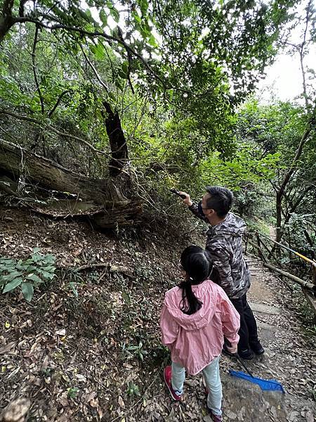 莫莉小妞的葉脩飼養全紀錄