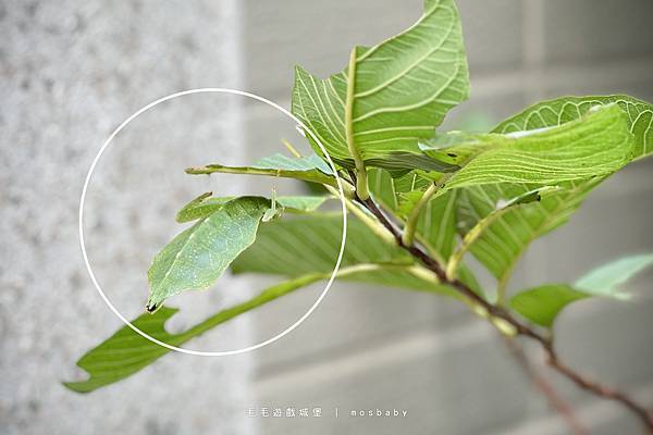 莫莉小妞的葉脩飼養全紀錄