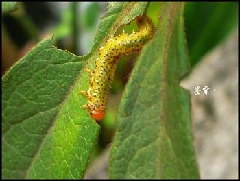 保護色 沉靜的黑灰白 痞客邦 保護色 沉靜的黑灰白 痞客邦