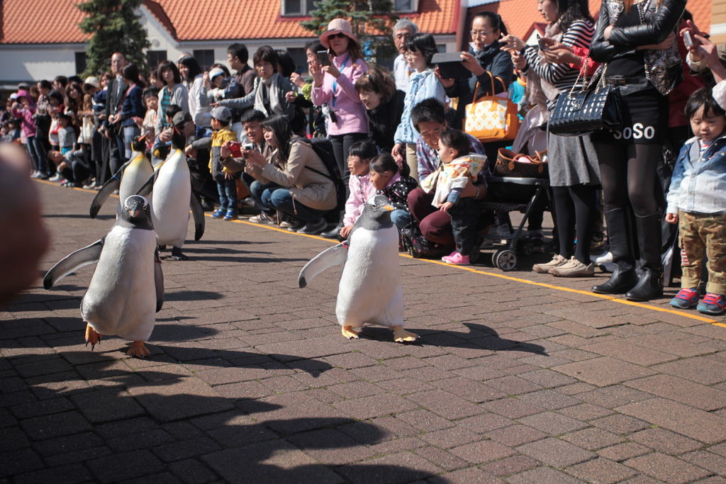 北海道跟團5天4夜尼克斯海洋公園 函館路面電車 IMG_8134.JPG