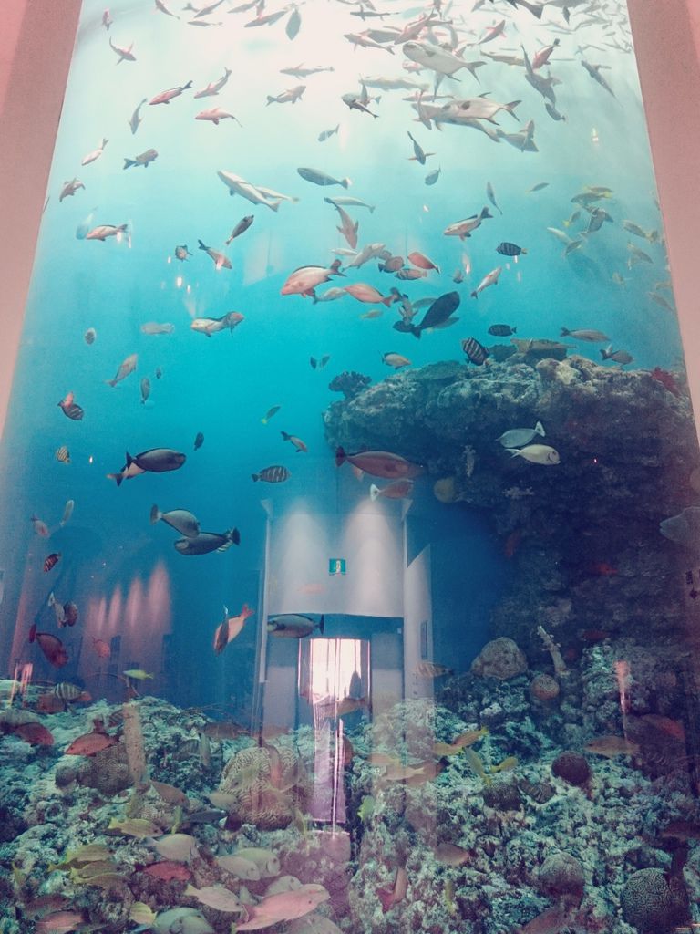 北海道跟團5天4夜尼克斯海洋公園 函館路面電車 C360_2015-10-03-08-32-56-363.jpg