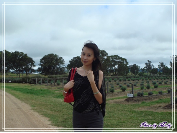 Aloomba Lavender (Stansthorpe)