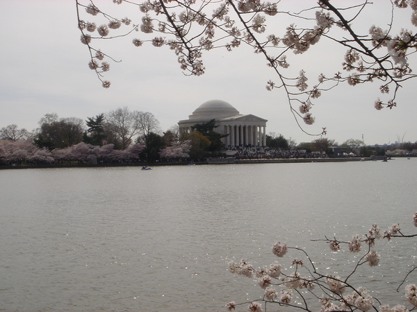 0329 The Cherry Blossom at Tidal Basin (17).JPG