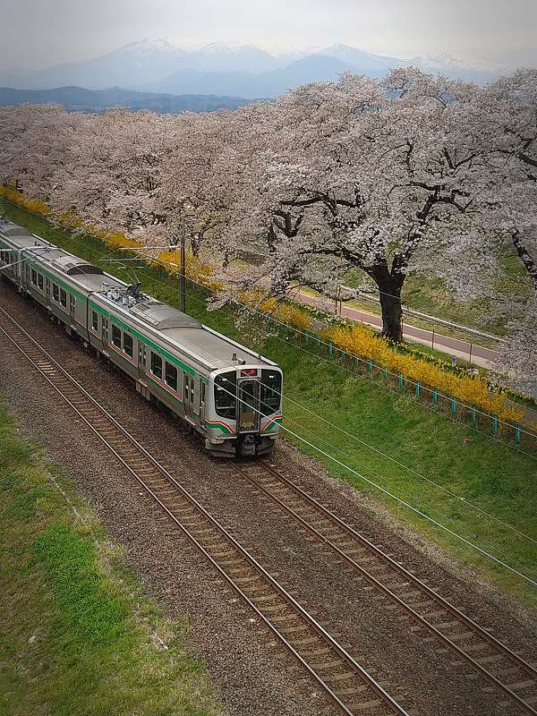 仙台四日遊 18四月櫻花之旅day 2 白石川堤 白石城 Shaka S Blog 痞客邦