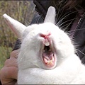 兔子被拉耳朵.bmp