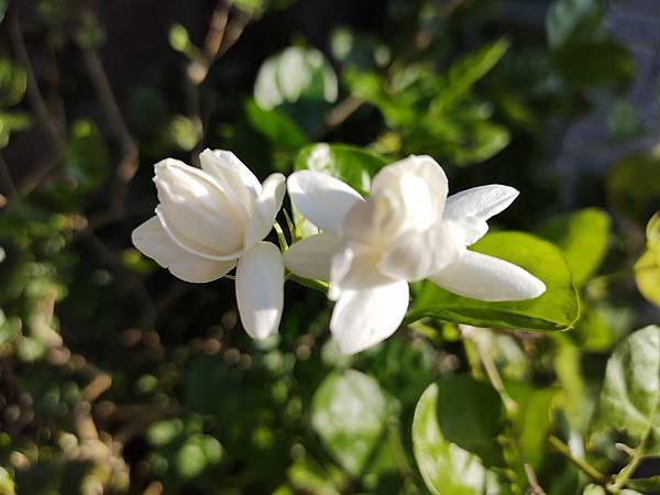 206410650_461679578588939_1323727529788980636_n (1).jpg