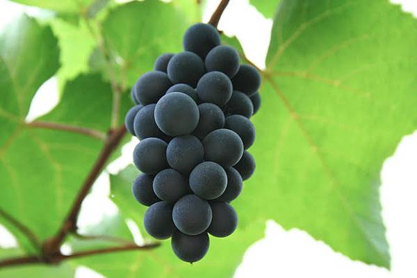 Hungarian_red_grape_Isabelle