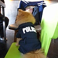 這是阿沁哥哥送給羅拉奇的POLICE衣服喔!穿起來超帥氣的~
