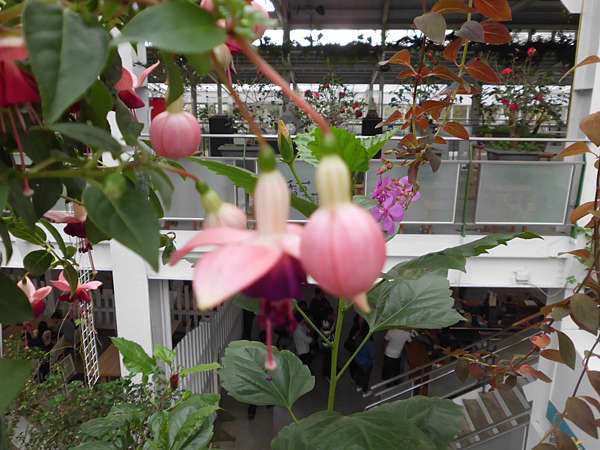 吊鐘花和蔓性風鈴花 Momo52的部落格 痞客邦 吊鐘花和蔓性風鈴花 Momo52的部落格 痞客邦
