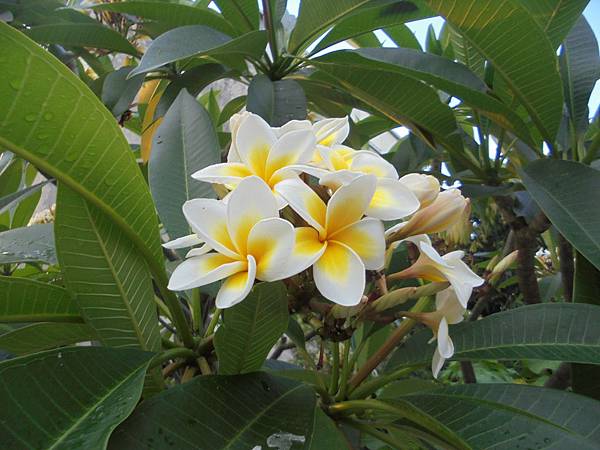 午後雷陣雨和東北季風