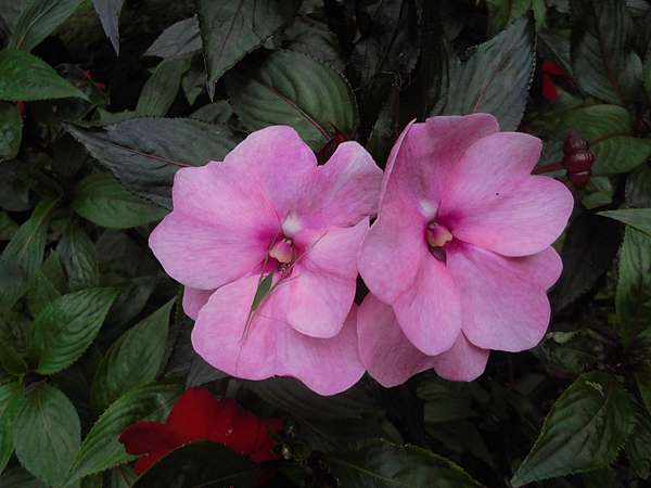新幾內亞鳳仙花 Momo52的部落格 痞客邦 新幾內亞鳳仙花 Momo52的部落格 痞客邦